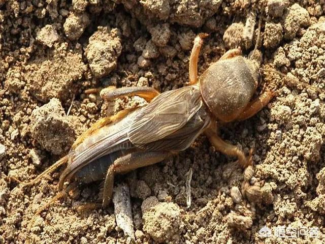 头条问答 - 花生地里有蛴螬,蝼蛄等多种害虫,我想在春天浇地造墒的