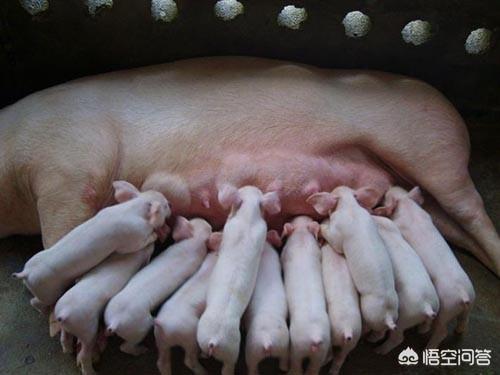猪病防治:养猪场为预防猪病都采取了哪些措施？