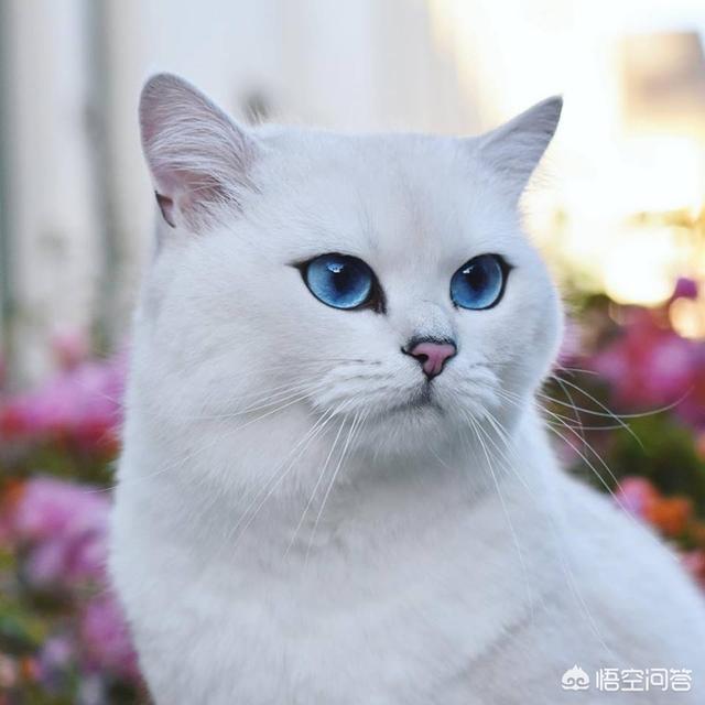 猫咪尿频:为什么猫咪会频繁尿，但每次都不多，还不会去厕所大小便？