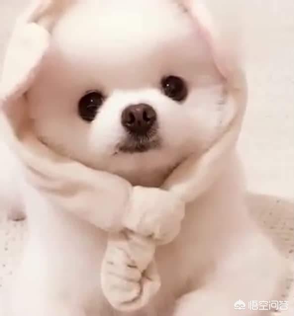 鱼肉狗粮的制作方法:小型犬(博美)狗粮怎么自制？