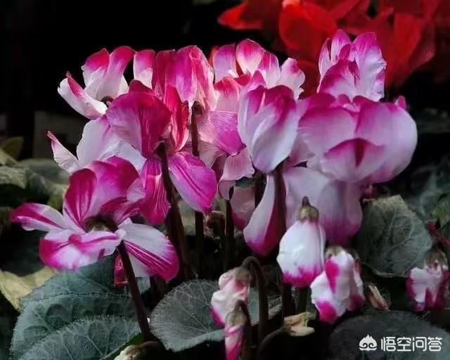 兔子花 兔耳花:仙鹤来的花在叶片下是啥情况？