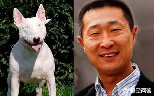 美国牛头梗犬:牛头梗打的过罗威纳吗？牛头梗犬的战斗力怎么样？