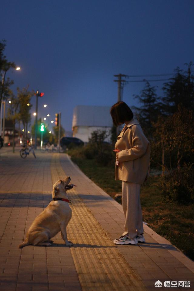 西帕凯犬多钱:你的狗狗一个月的伙食费有多少？ 西帕基犬幼犬价格表