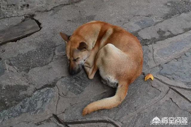 中国冠毛犬图片:为什么在国外深受喜爱的中华田园犬，国人却看不上？