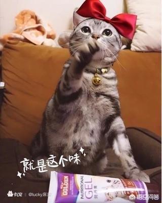 宠儿香猫咪营养膏:宠儿香强力多维狗狗营养膏 哪些猫咪需要吃宠物营养膏？肠胃不好的猫咪能吃猫营养膏吗？