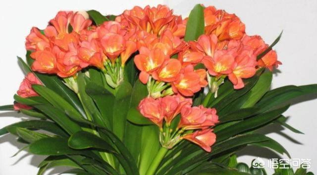 52君子兰网:室内君子兰竟然一年开花3，4次，叶厚根壮，怎么做到？