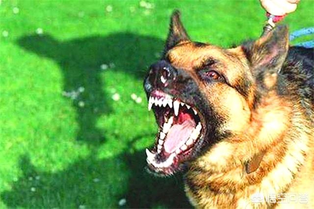 下列有关狂犬病的预防措施:被狗咬了怎么预防狂犬病发作？狂犬病毒发病时有⺇个活下来的？