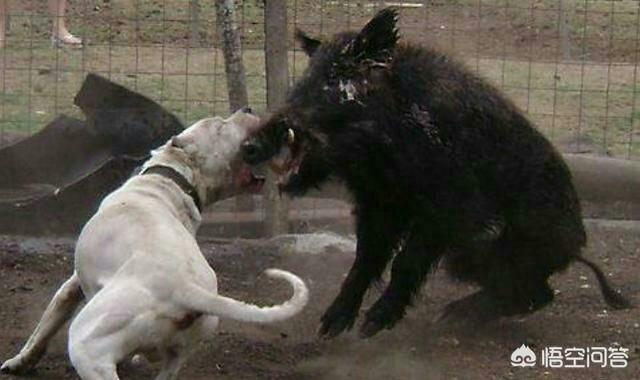 杜高狗视频:加纳利和杜高犬相比，谁的战斗力更强一些？为什么？