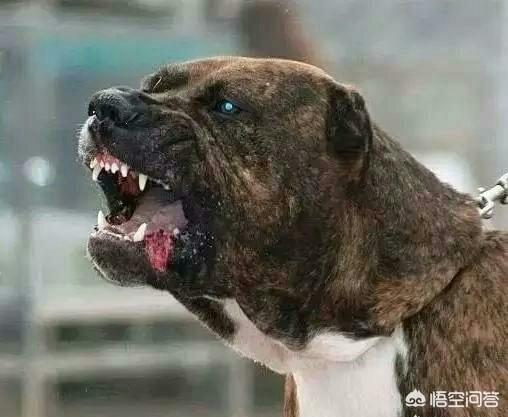 十大猛犬排行:加纳利和杜高犬相比，谁的战斗力更强一些？为什么？