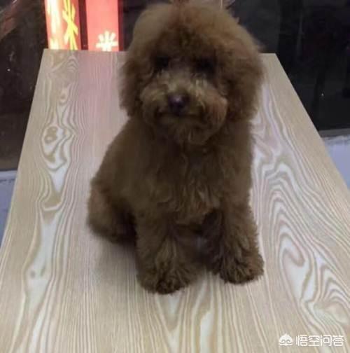 我家泰迪怕狗怎么办:想养狗却怕狗狗掉毛怎么办？