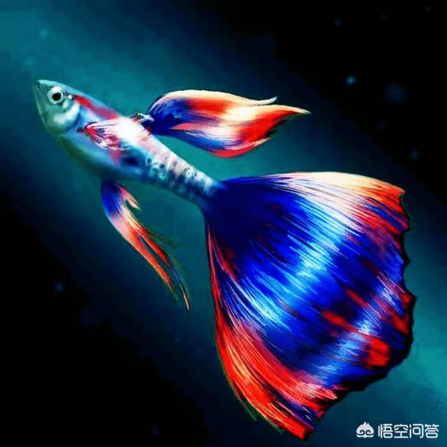 驯养宠物知识大全:初次饲养宠物有哪些禁忌？