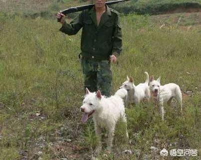 下司犬图片:下司犬价格多少钱一只 下司犬在狩猎的时候，有哪些致命的缺点？为什么？