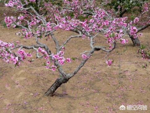 为什么农村各家各户的庭院里都喜欢种桃树？这桃树在我们农村到底寓意着什么？