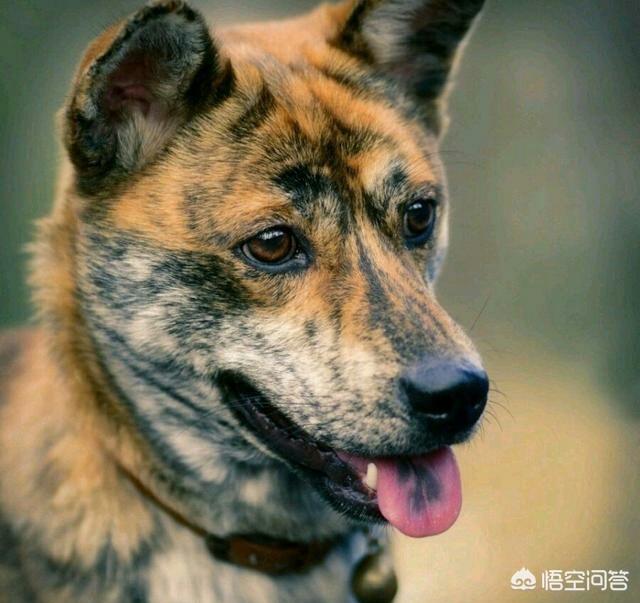 东北猎犬图片大全集:中国什么样的狗适合狩猎？