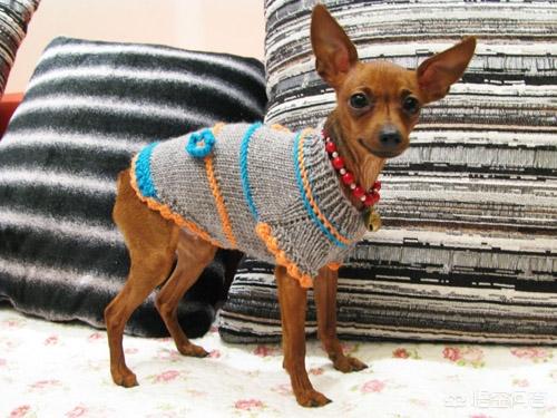 小鹿犬图片:小鹿犬秋天便秘上火吗？小鹿犬怎么秋天总是便秘？