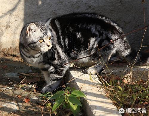 珠海 银虎斑猫:银虎斑感冒怎么对付，猫感冒该怎么办？银虎斑感冒要怎么对付？