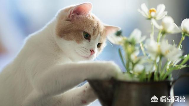 土耳其梵猫:土耳其梵猫换粮拉稀屎正常吗？猫咪拉稀屎吃什么好？