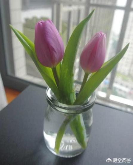 头条问答 水培的郁金香 花谢后怎么处理 朵沐园艺的回答 0赞