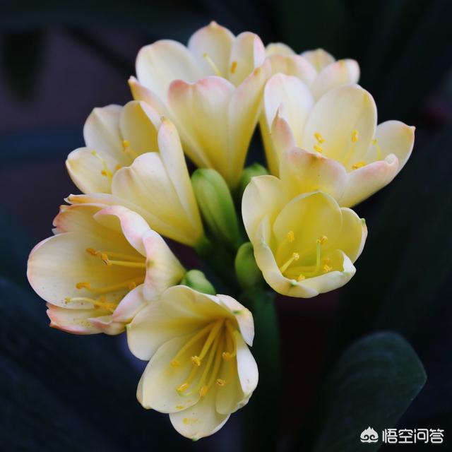 君子兰什么颜色的花珍贵?-桂英旅游网