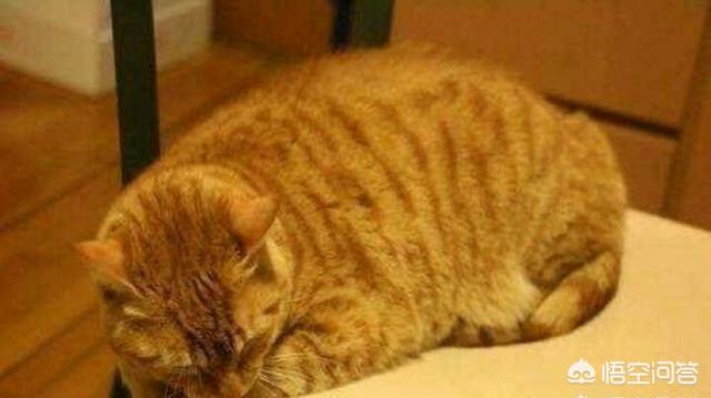 西伯利亚森林猫串布偶:养了一年的猫不想养了怎么办？