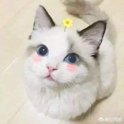 为什么晚上睡觉时猫咪总喜欢靠近自己的头，而且咕噜声还很大？插图62