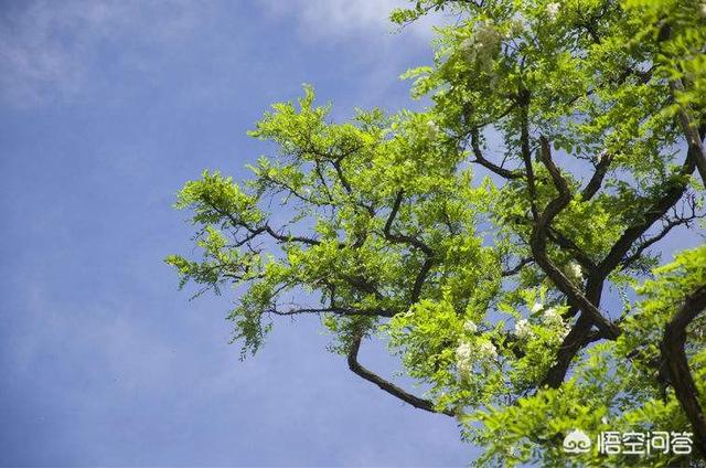 庭院十大吉祥之树,农村庭院屋前种哪些树寓意比较好？