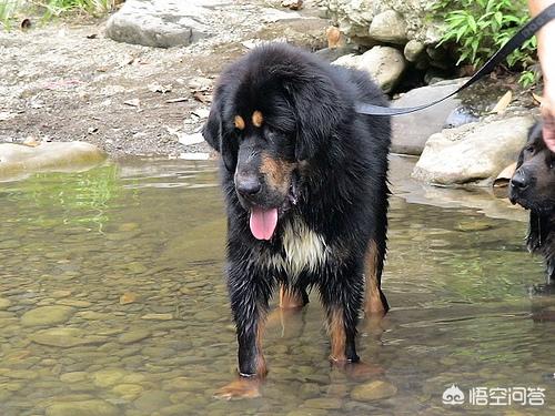 朱茵家的藏獒:被寄养在老板家的藏獒咬伤，该找谁赔偿？
