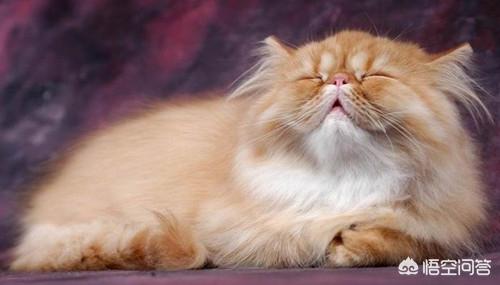 喜马拉雅猫多少钱:四个月喜马拉雅猫感冒，喜马拉雅猫感冒会自愈吗？