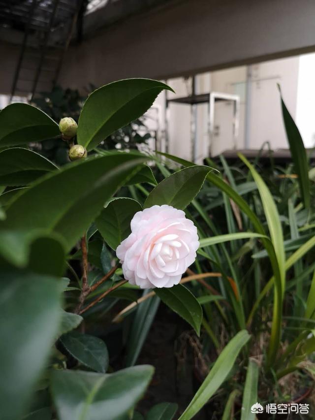 余秋雨离婚:有多少离婚的还会相信爱情么还想去组建家庭么