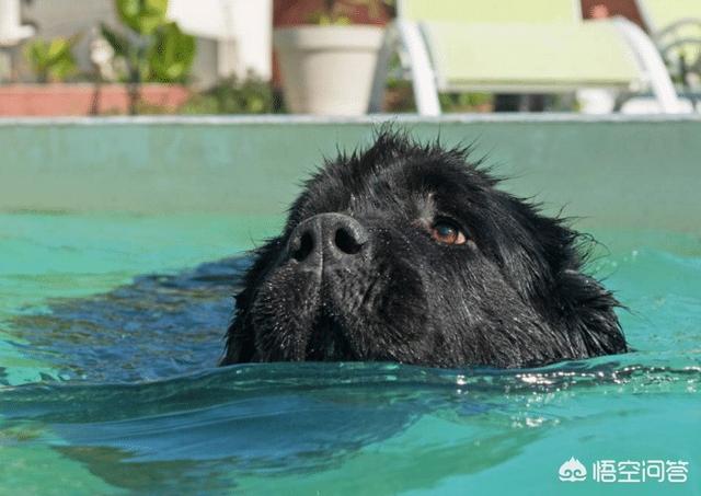 中国最好纽芬兰犬:阿拉斯加和纽芬兰犬谁更适合陪宝宝？