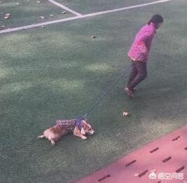 黑白卡迪根威尔士柯基犬:电影《一条狗的使命》中有哪些品种的狗？