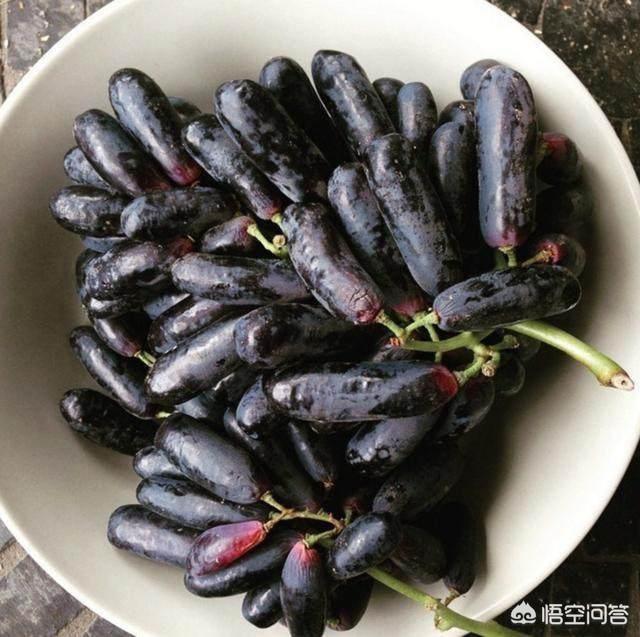 蓝宝石葡萄种植方法:全网最火的蓝宝石葡萄，真的如此神奇吗？该如何种植呢？