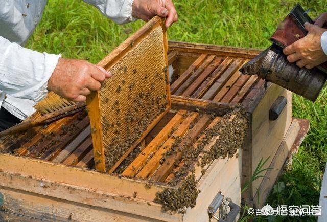 关于蜜蜂的知识有哪些简单:蜜蜂除了通过舞蹈行为传递信号外，还有哪些方式？