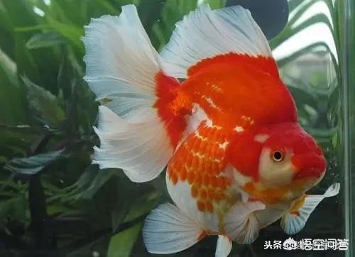 鹤顶红金鱼吃什么食料:春季，金鱼喂什么鱼食长得快？