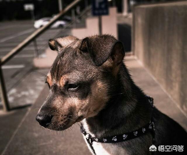 中国土狗凶猛吗:我国野生的土狗还多吗？为什么？