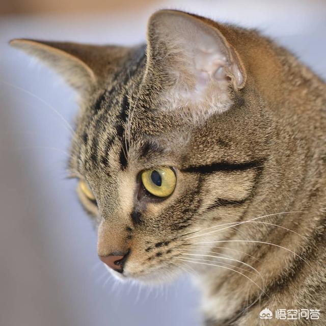 凌采的主食罐头怎么样:猫是喂主食罐好，还是喂干粮好？