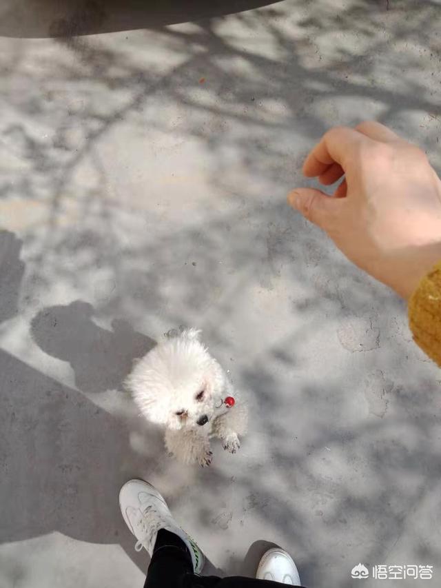 宠物美容师难学吗:男生学宠物美容好找工作吗？为什么？