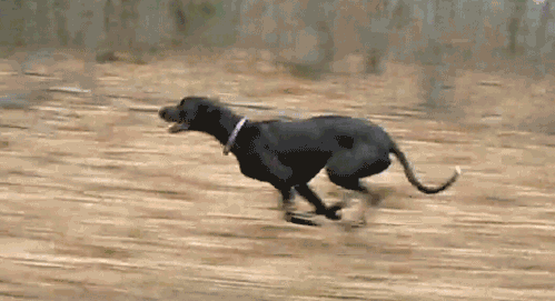 辛集灵提犬:灵缇幼犬腿站不直的原因是什么？