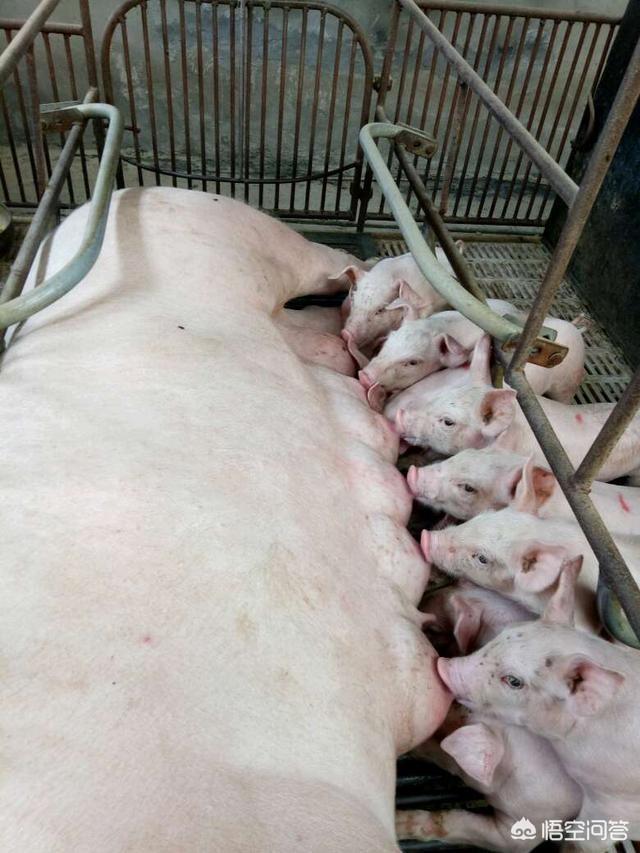 头条问答 - 你们老家用什么方法给母猪断奶?(17个回答)