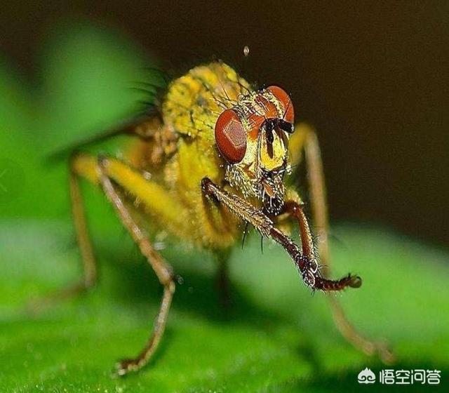 狗獾养殖前景:2019年，在北方养殖狐貉貂等毛皮动物前景如何？