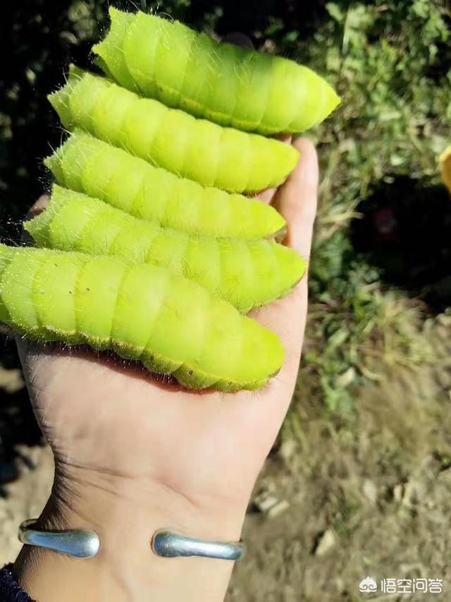 噬肉甲虫:农村土堆上常见的挖坑支陷阱的小虫子叫什么有什么功效和用途