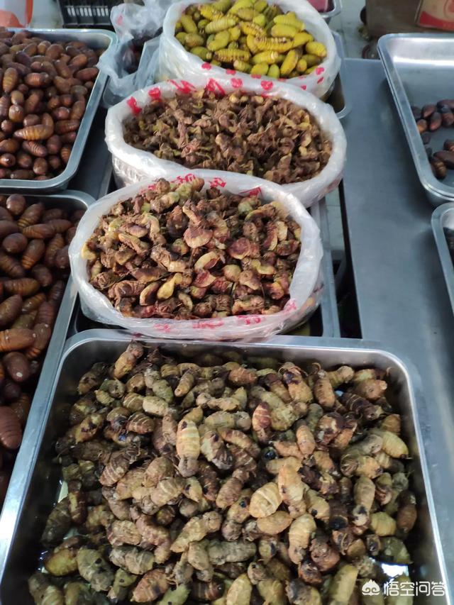 噬肉甲虫:农村土堆上常见的挖坑支陷阱的小虫子叫什么有什么功效和用途