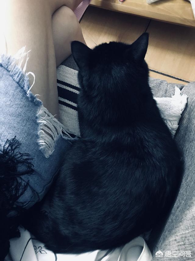 猫弹钢琴老鼠:《猫和老鼠》为什么那么经典？