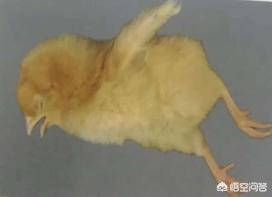 仔猪传染性脑脊髓炎:鸡产蛋下降综合症是什么病，鸡产蛋下降综合症防治？