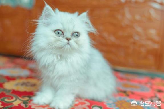 猫咪吃什么天然猫粮好:金吉拉猫吃什么猫粮好呢？