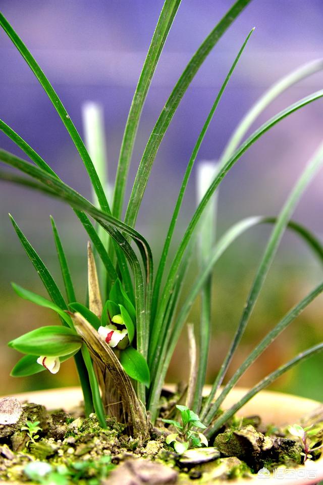 建兰吧:建兰几月开花？怎样才能让它开花更美？ 建兰吧图片大全