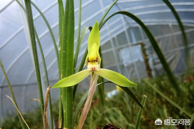 建兰吧:建兰几月开花？怎样才能让它开花更美？ 建兰吧图片大全