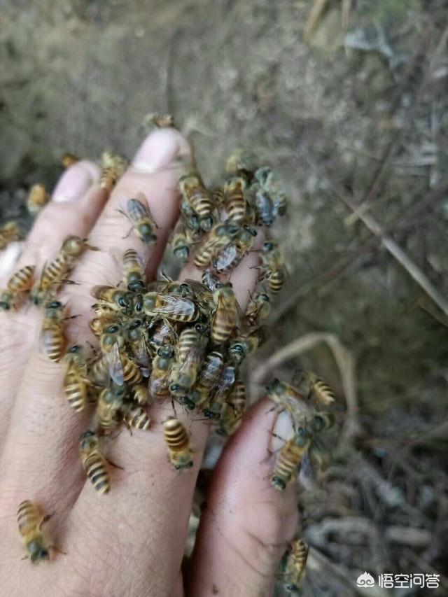 手上被蜜蜂蛰了怎么处理:被蜜蜂蛰了好痒该如何处理？