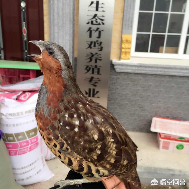 回农村创业,5万块钱,做什么项目能致富？