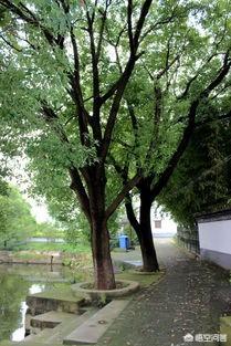 福州街道香樟树的特点:香樟树可以在豫北种植吗？怎么样才能提高成活率？